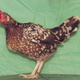 Little M, Bantam Spangled Old English Game Hen (Michael Bohlken)